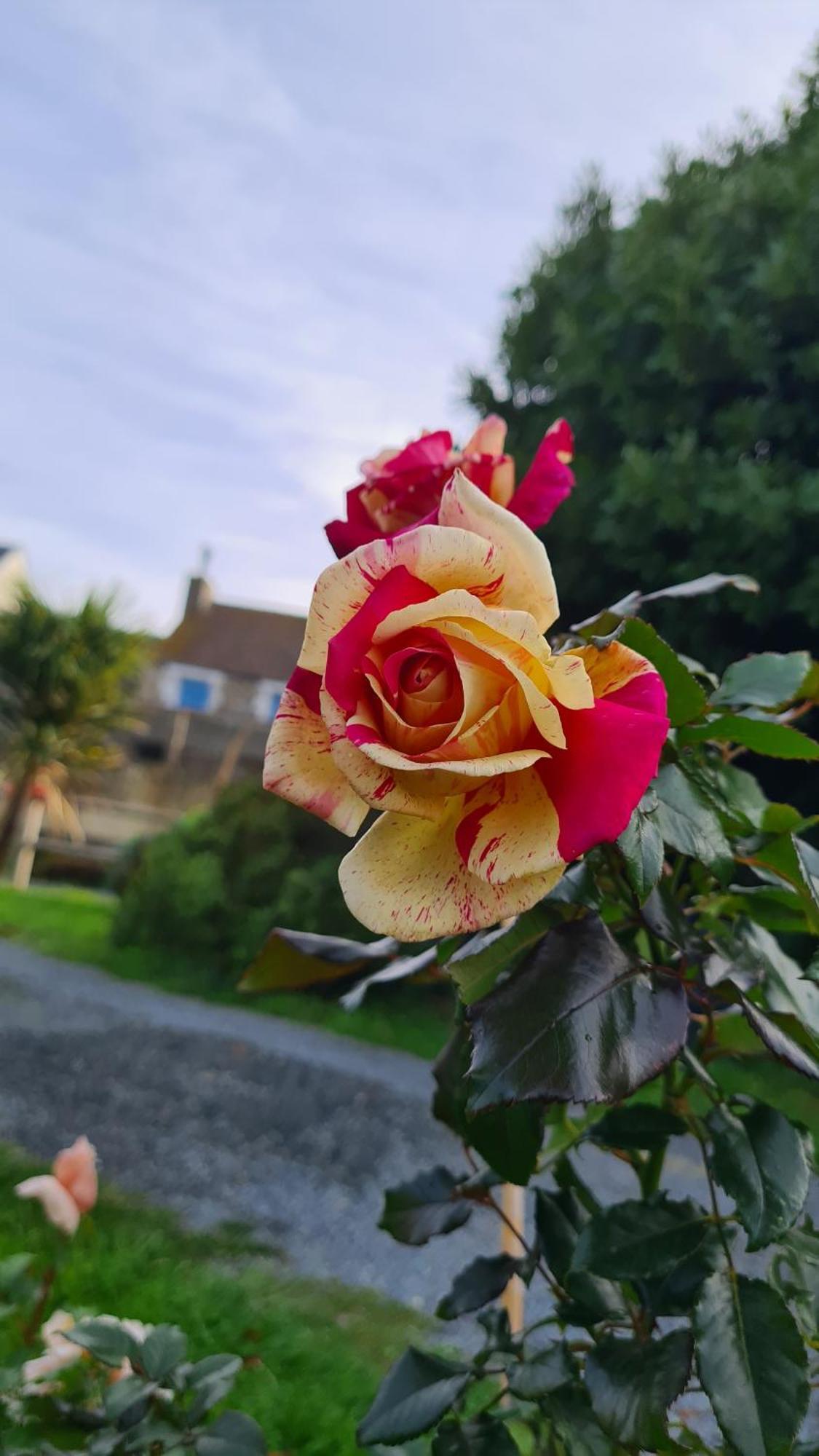 Bed and Breakfast Lesroses1680 Blainville-sur-Mer Esterno foto