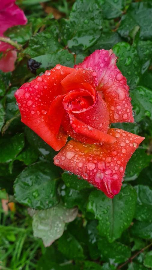 Bed and Breakfast Lesroses1680 Blainville-sur-Mer Esterno foto