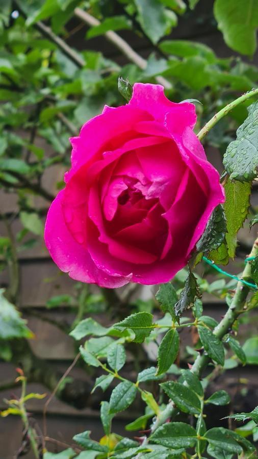 Bed and Breakfast Lesroses1680 Blainville-sur-Mer Esterno foto