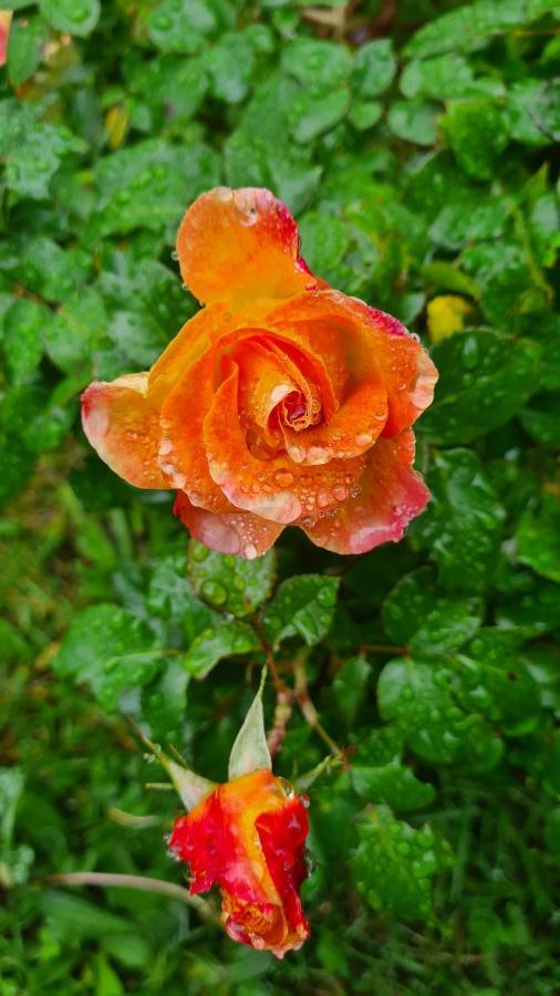 Bed and Breakfast Lesroses1680 Blainville-sur-Mer Esterno foto