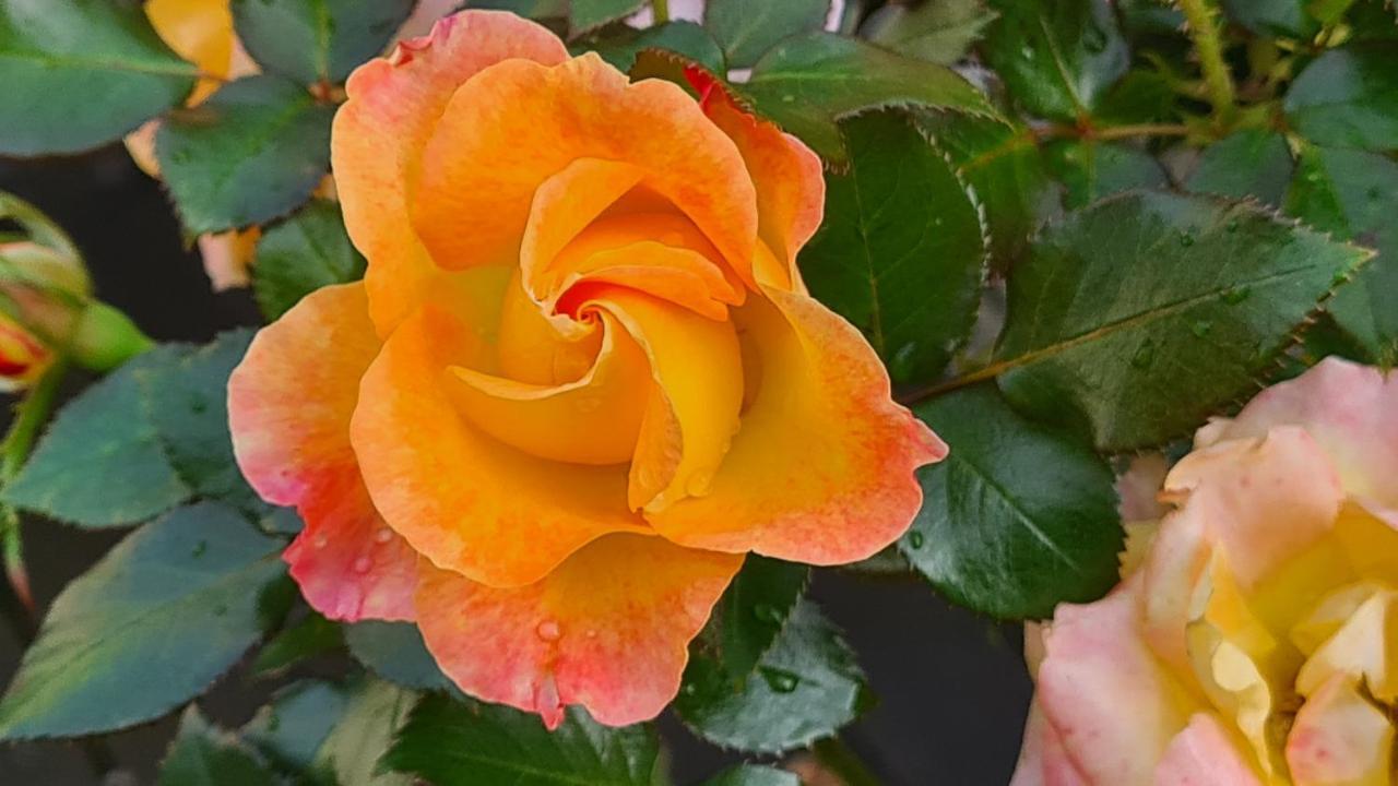 Bed and Breakfast Lesroses1680 Blainville-sur-Mer Esterno foto