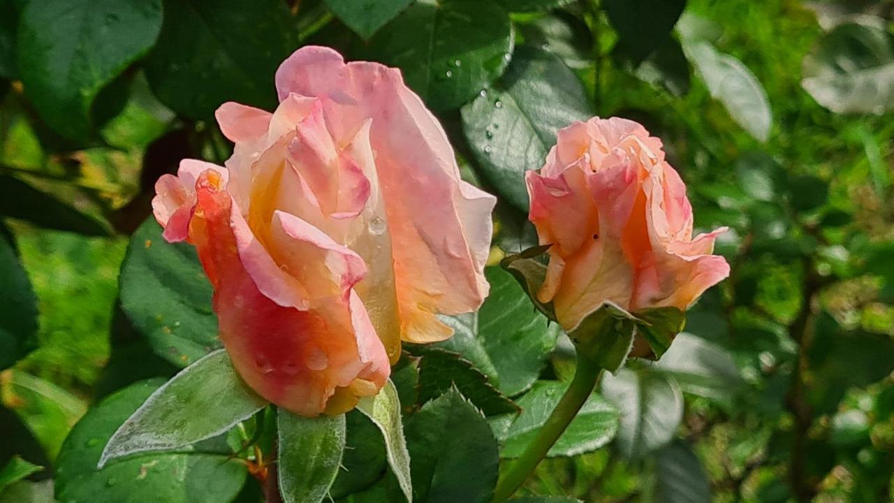 Bed and Breakfast Lesroses1680 Blainville-sur-Mer Esterno foto